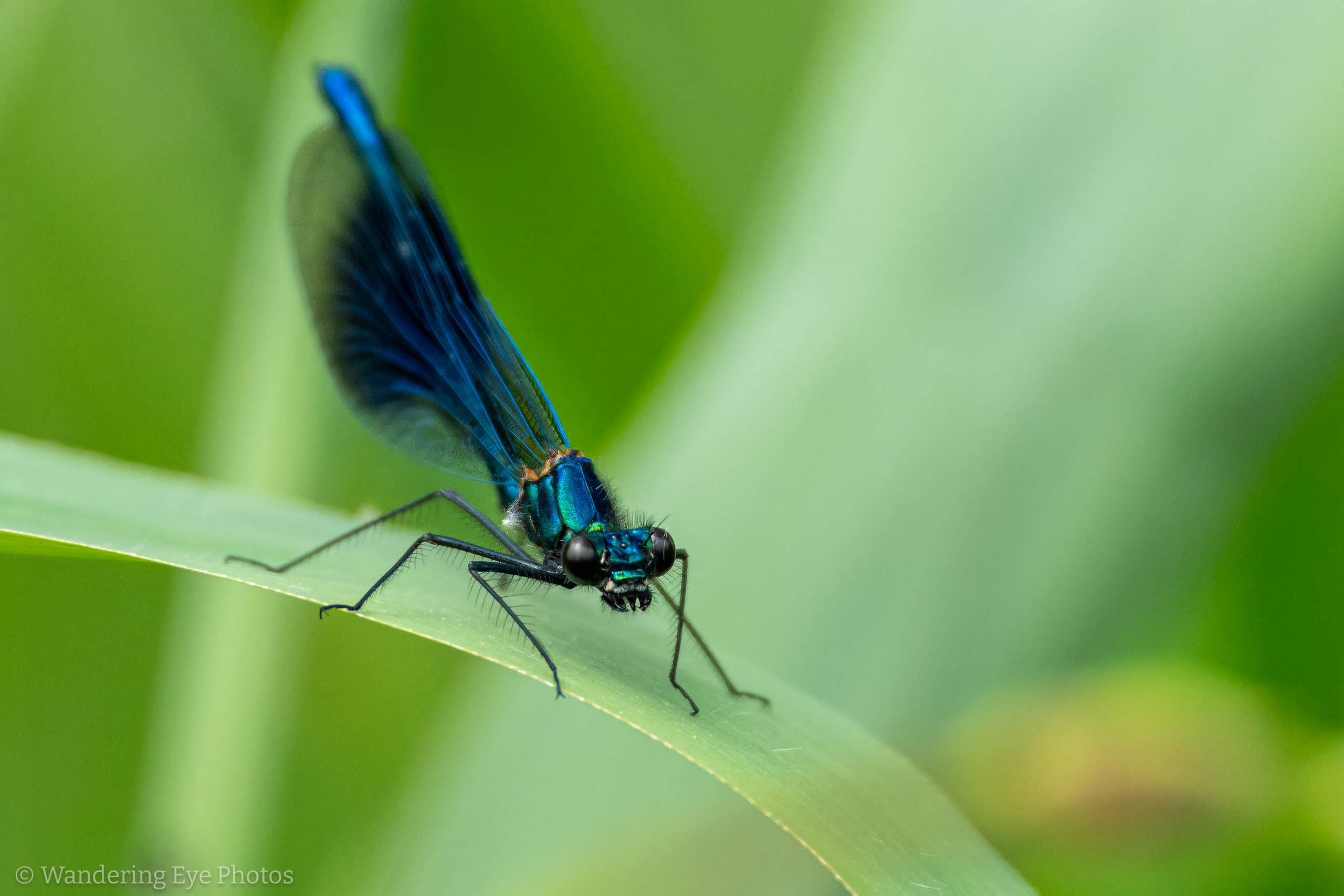 05.17 13.33.00 DSC00280